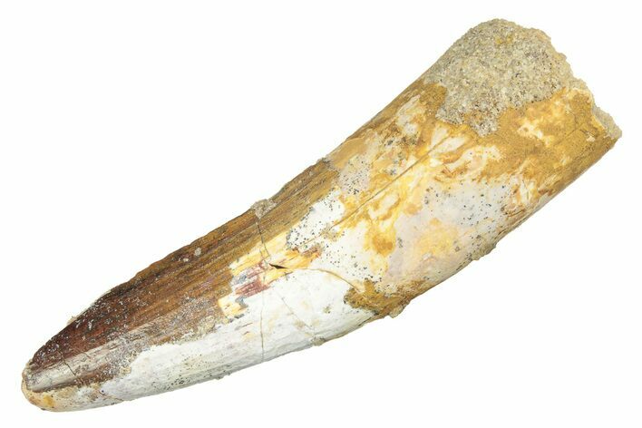 Fossil Spinosaurus Tooth - Real Dinosaur Tooth #218441